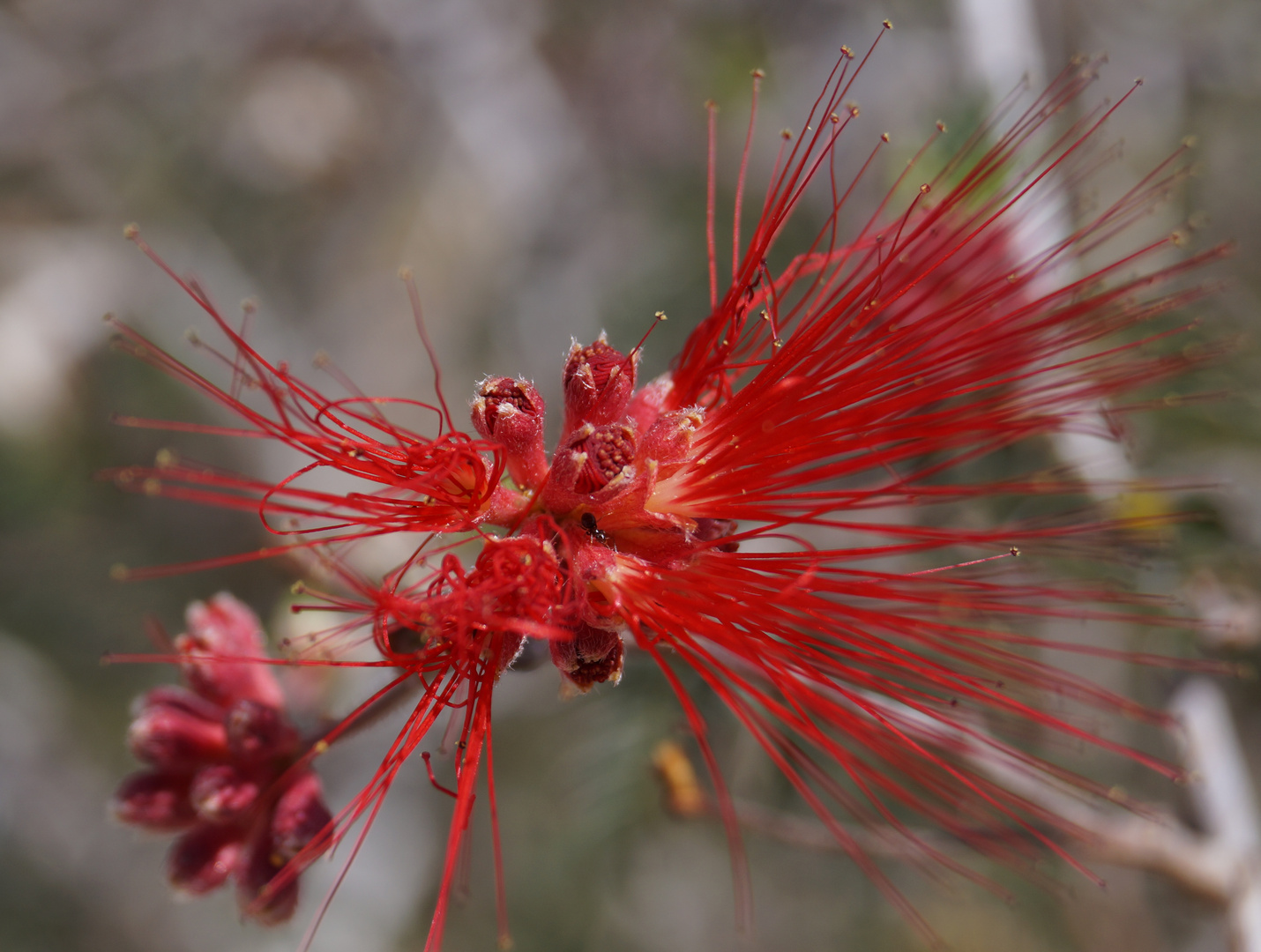 Fairy Duster