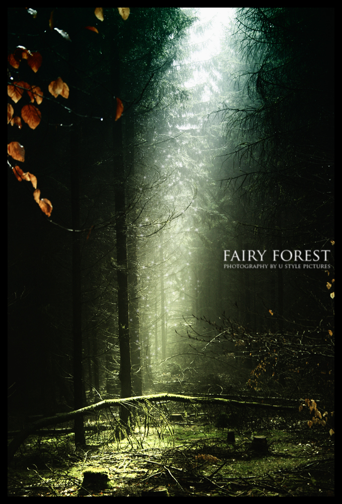 Fairy Forest