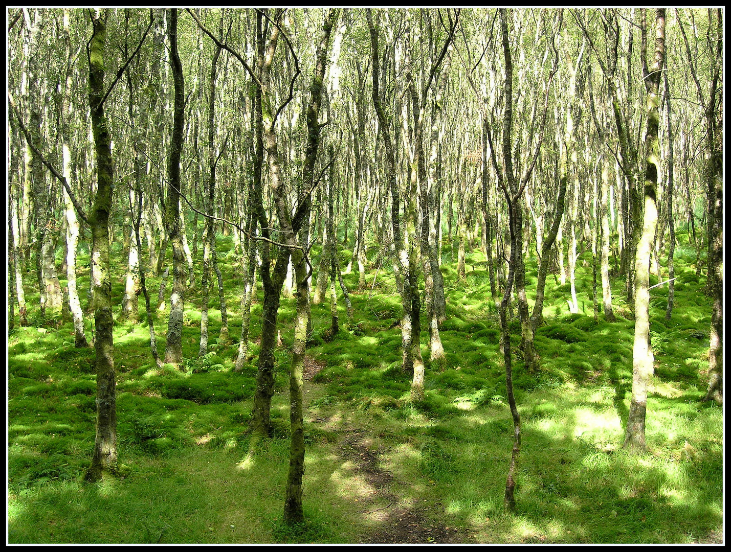 Fairy Forest - Glendalough - Co. Wicklow - Ireland