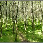 Fairy Forest - Glendalough - Co. Wicklow - Ireland