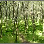 Fairy Forest - Glendalough - Co. Wicklow - Ireland