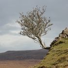 Fairy Glen