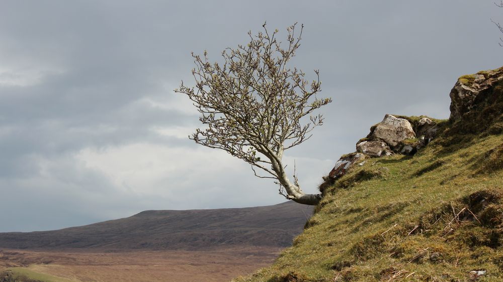 Fairy Glen