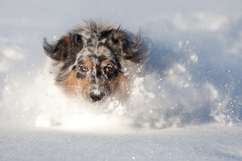 Fairy im Tiefschnee