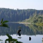 Fairy Lake Bonsai Tree, Vancouver Island