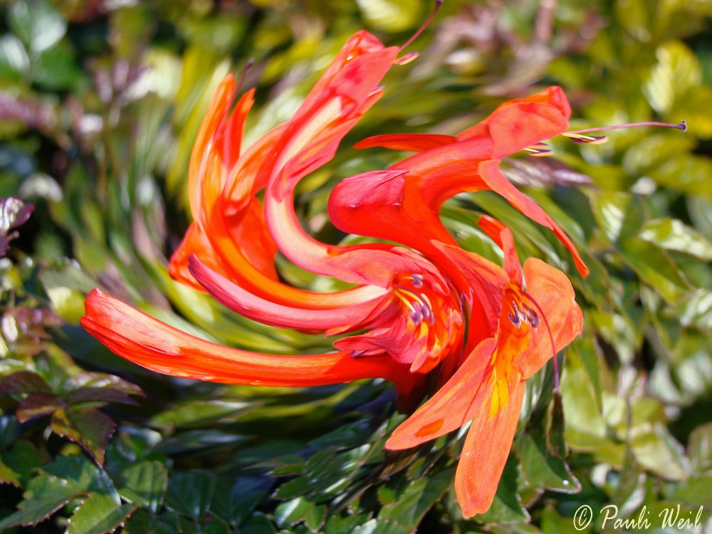 Fairy of the trumpet flower