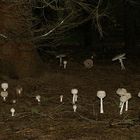 Fairy Ring