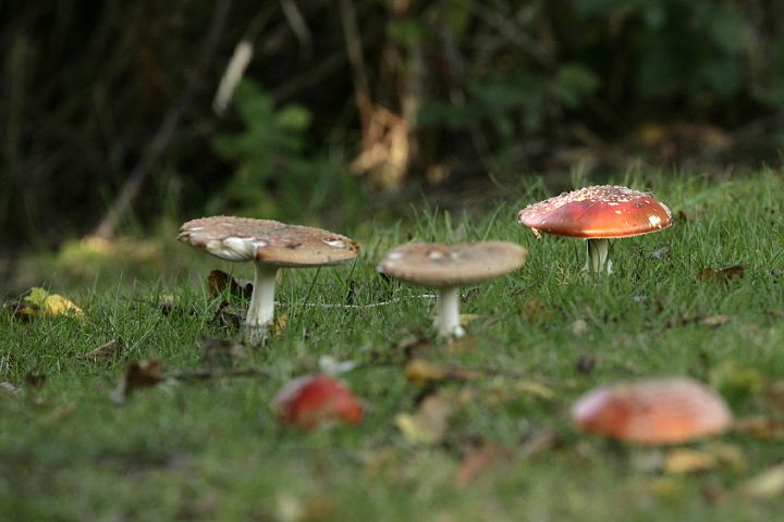 Fairy Stools