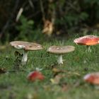 Fairy Stools