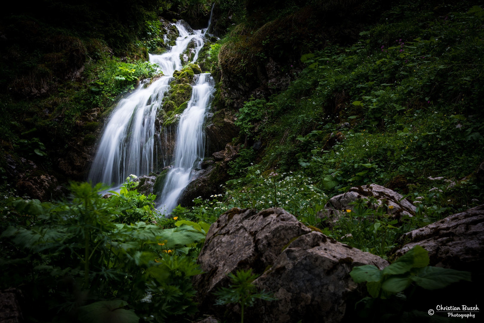 Fairy Tale Forest