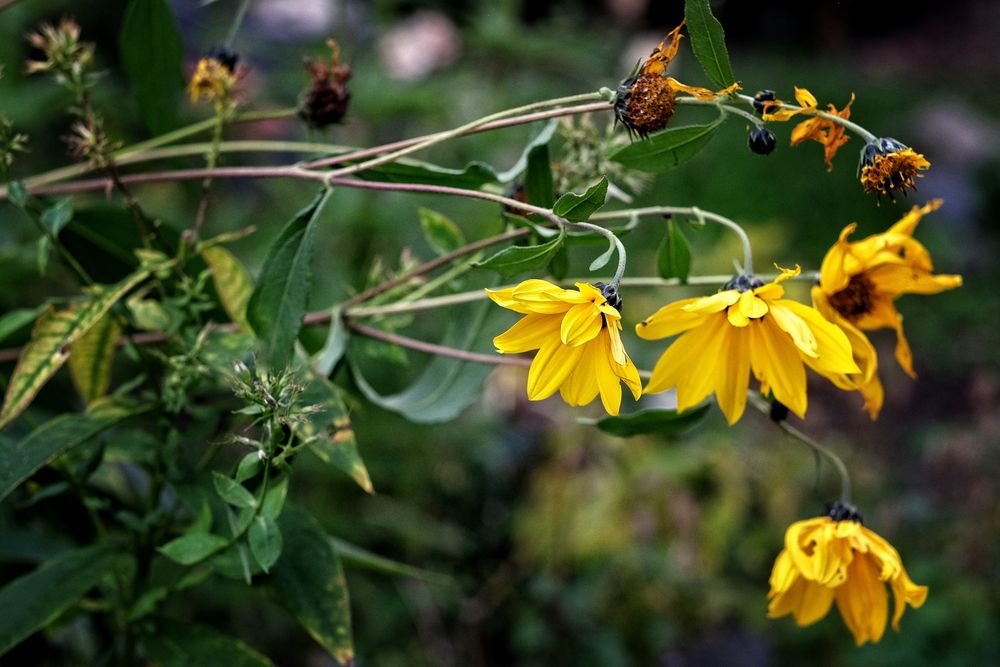 fairy tales of a mysterious garden