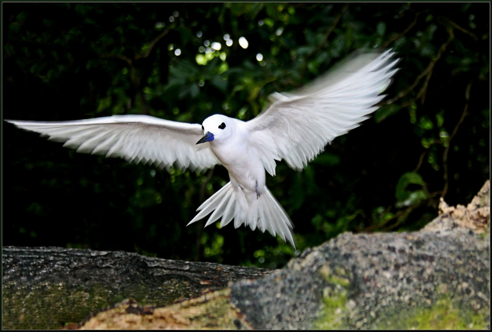 Fairy Tern (Gygis alba)