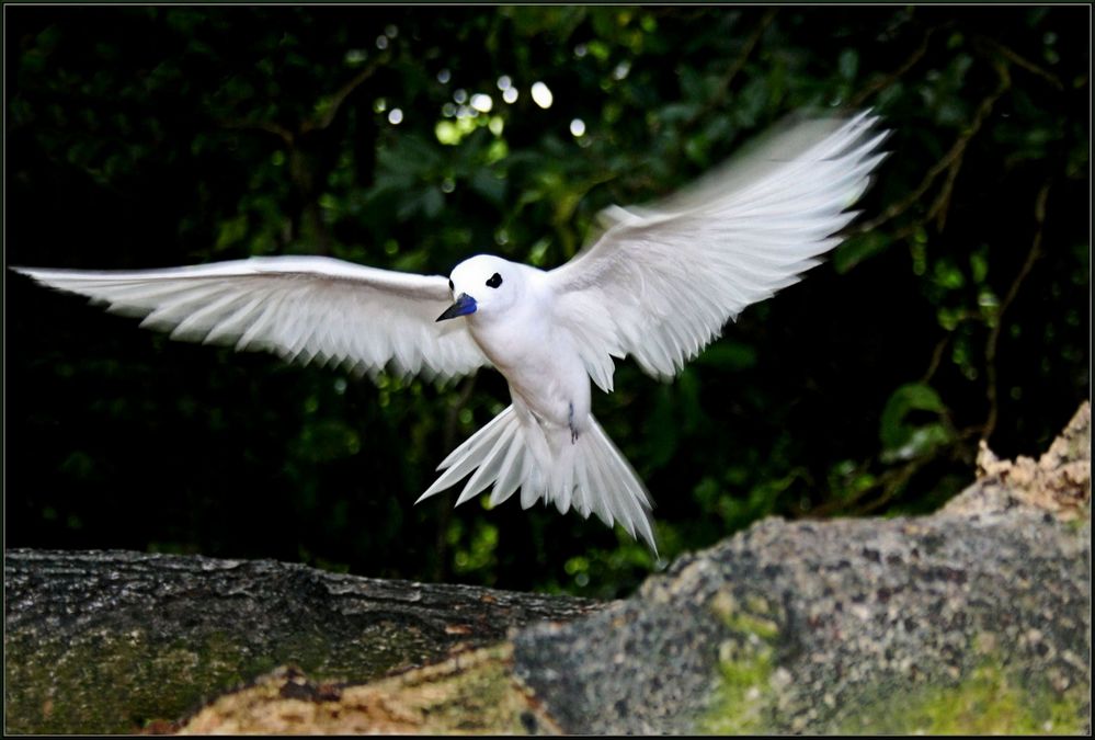 Fairy Tern (Gygis alba) di u.niclaus 