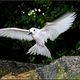 Fairy Tern (Gygis alba)
