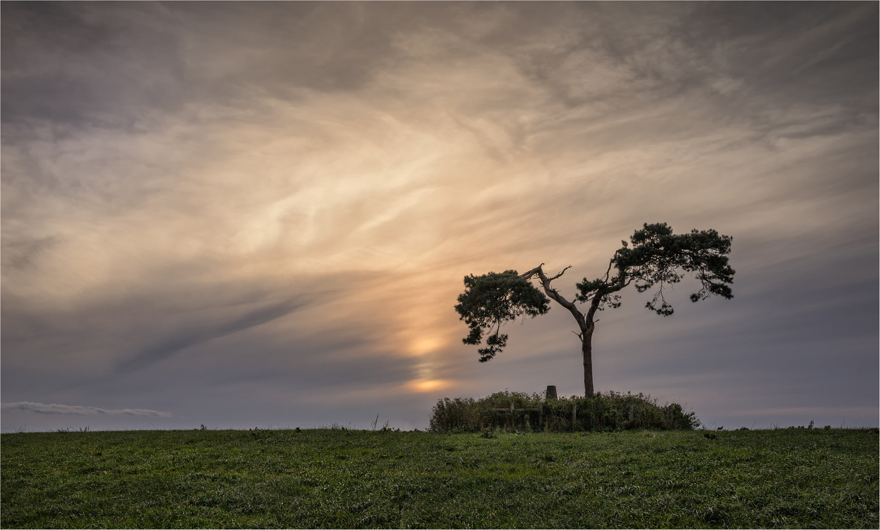 Fairy Tree