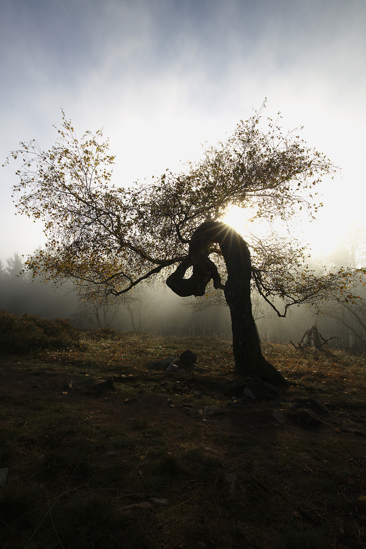 Fairy Tree