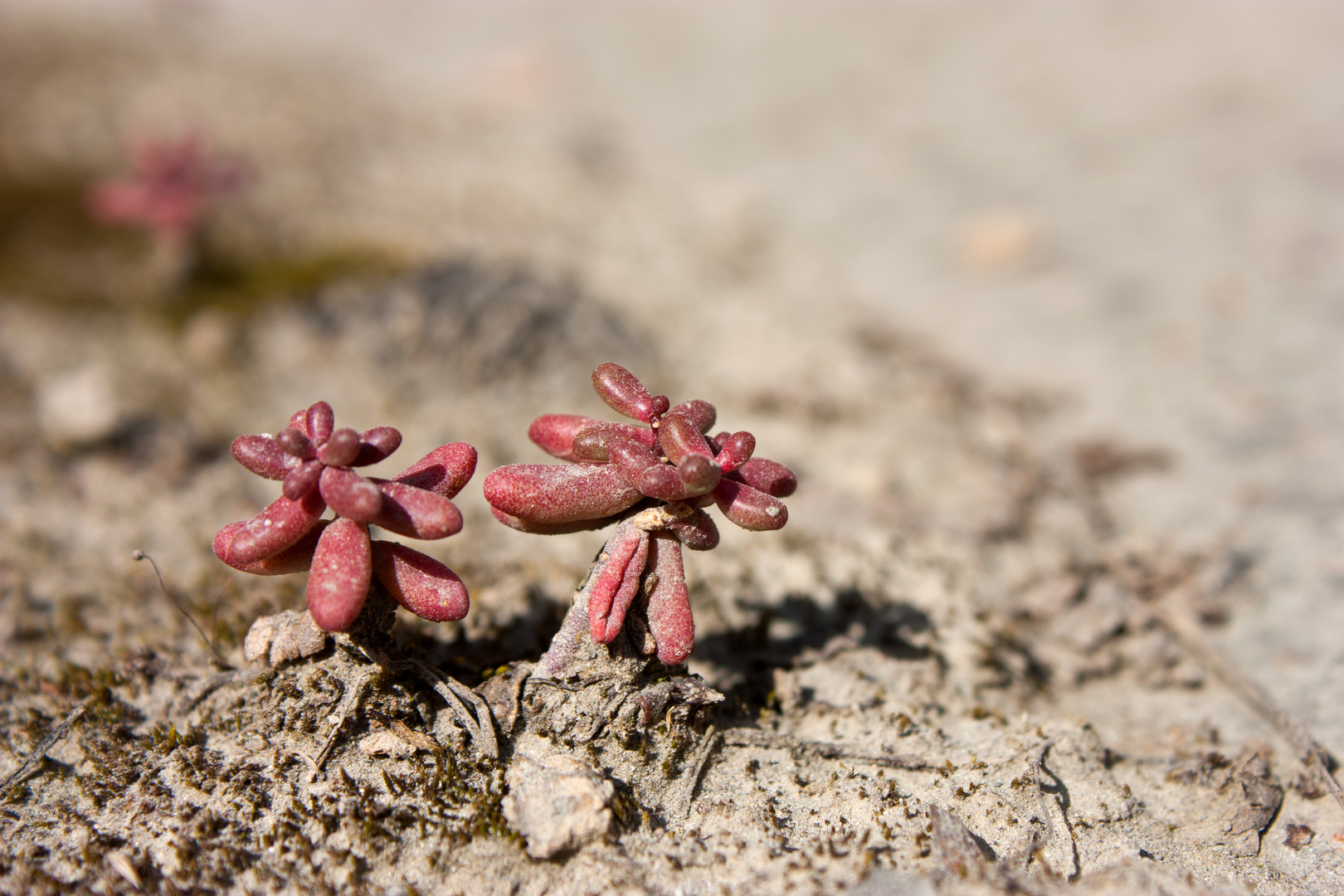 fairy trees