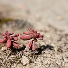 fairy trees