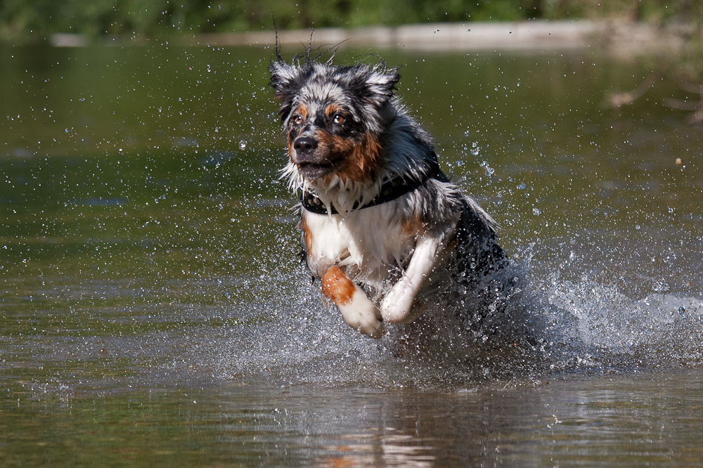 Fairy Wasser-Action