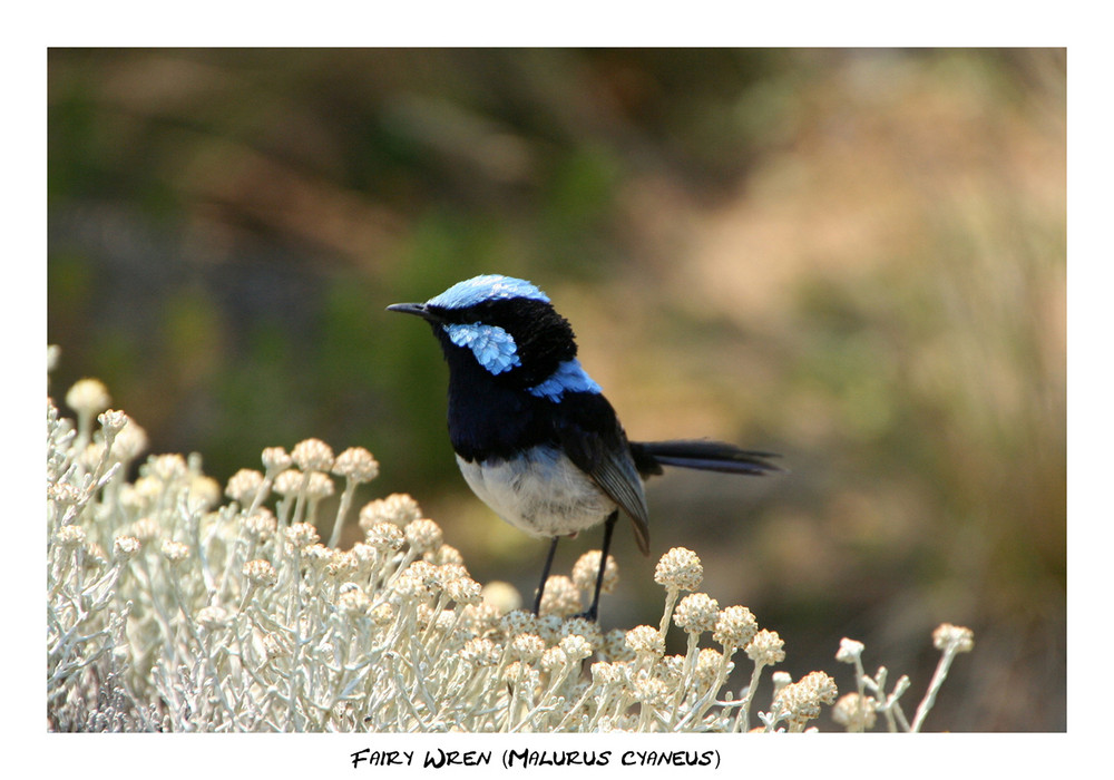 Fairy Wren (Zaunkönig)?