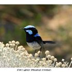 Fairy Wren (Zaunkönig)?