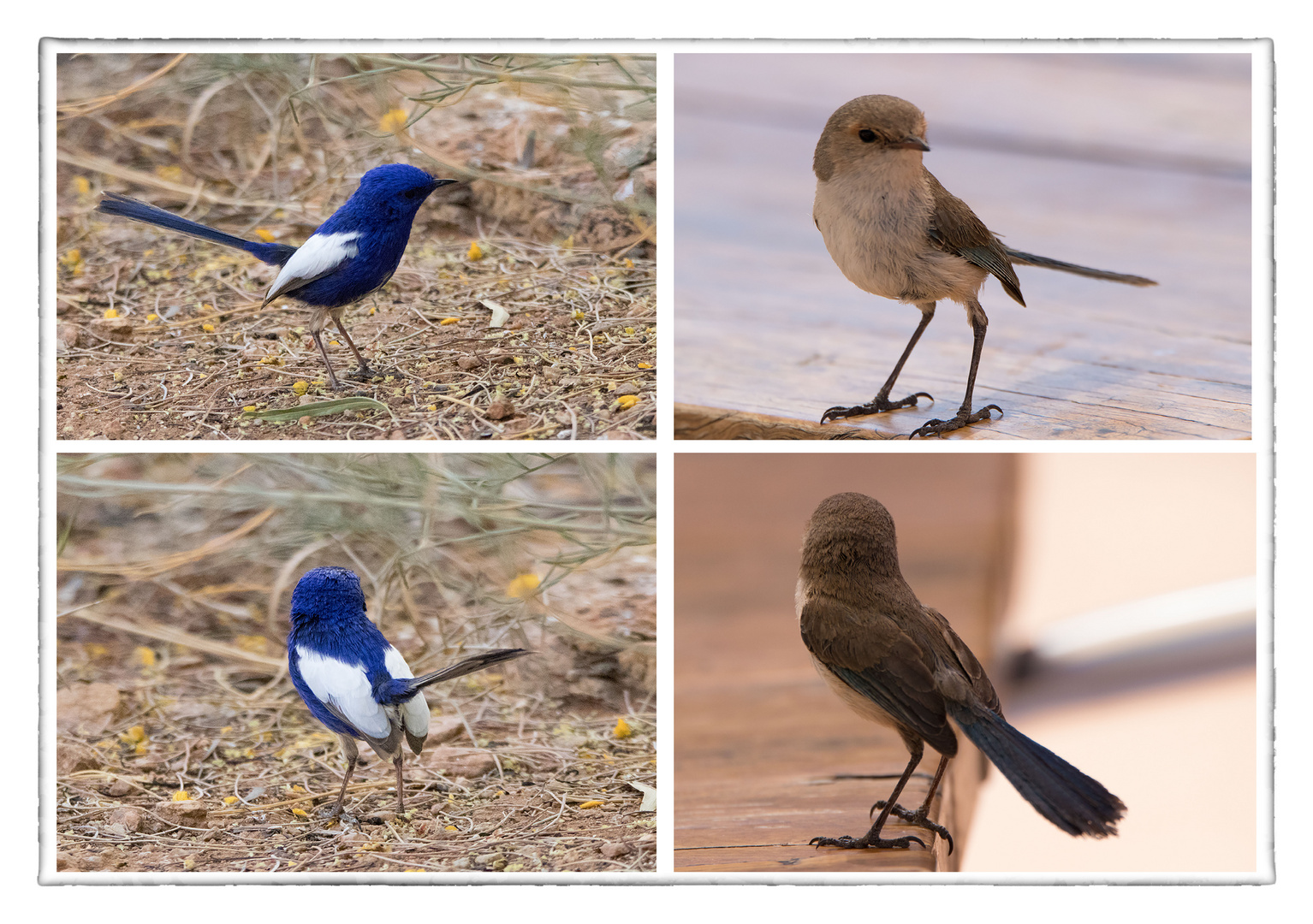 Fairy-wrens