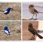 Fairy-wrens