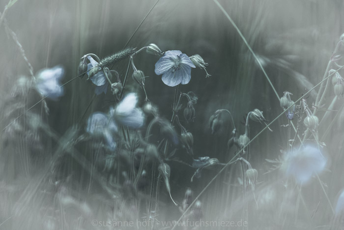 Fairyflowers