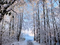 Fairytaile Forest