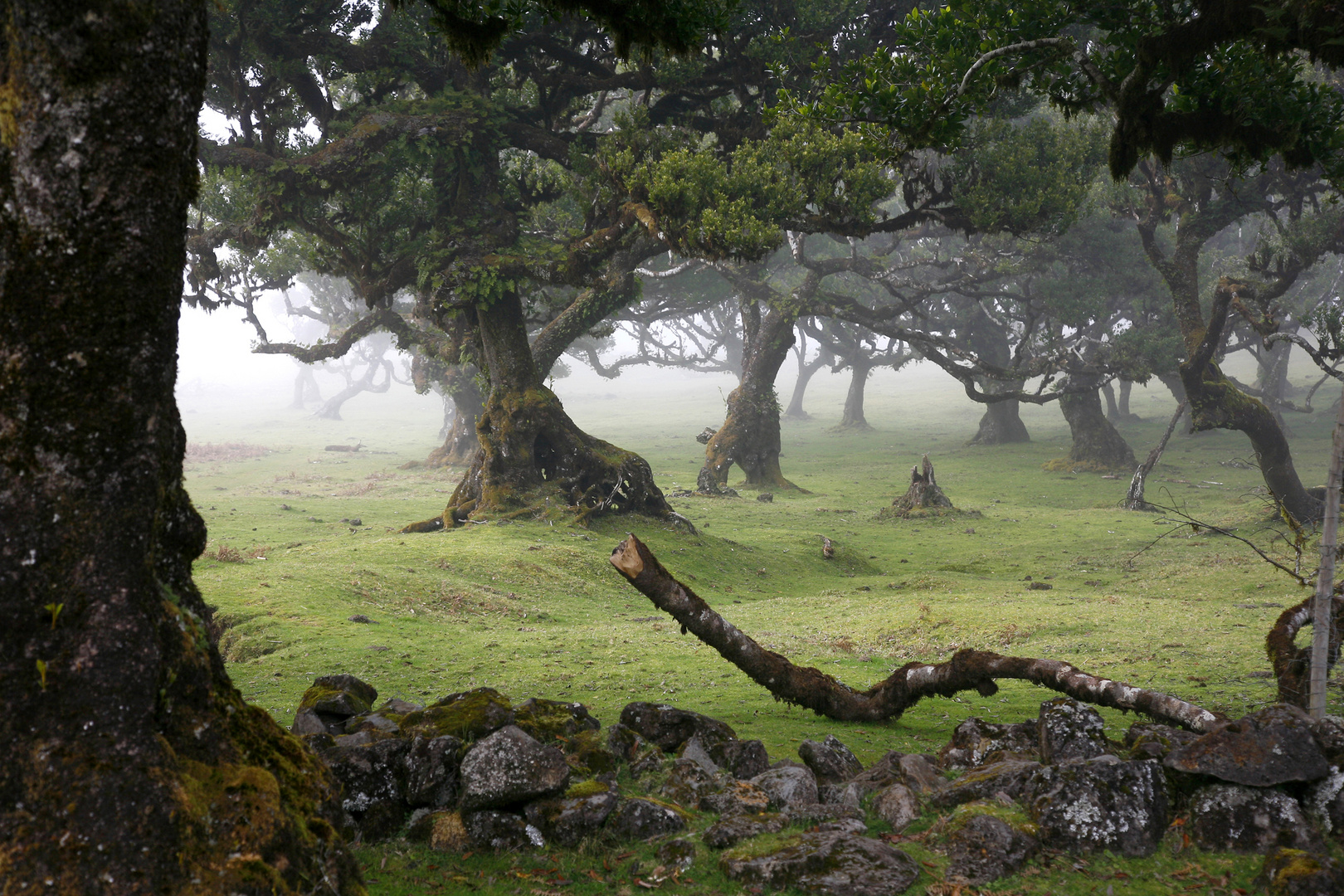 Fairytale forest