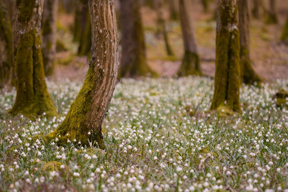 Fairytale Forest