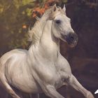 Fairytale White Stallion