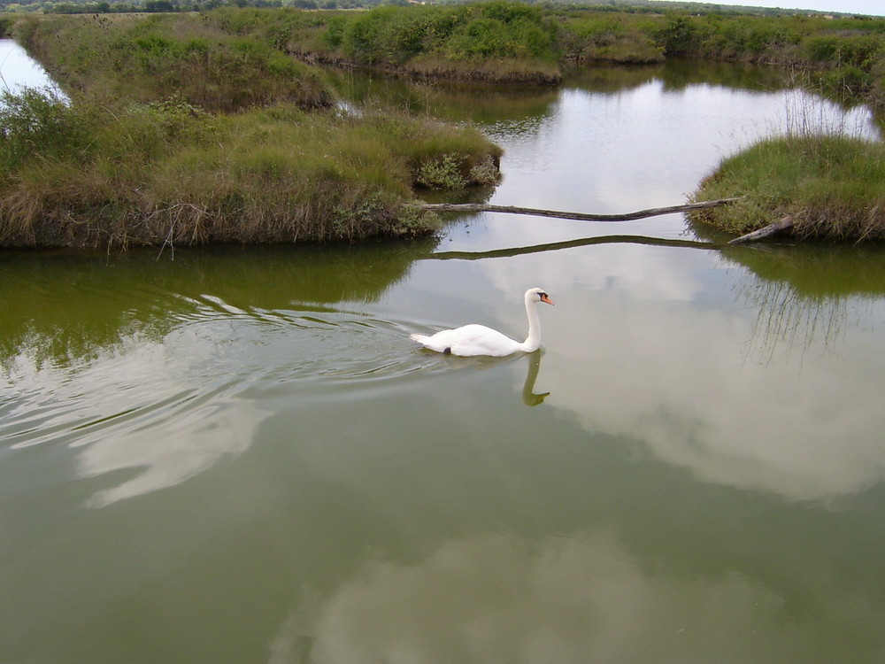 Fais moi cygne