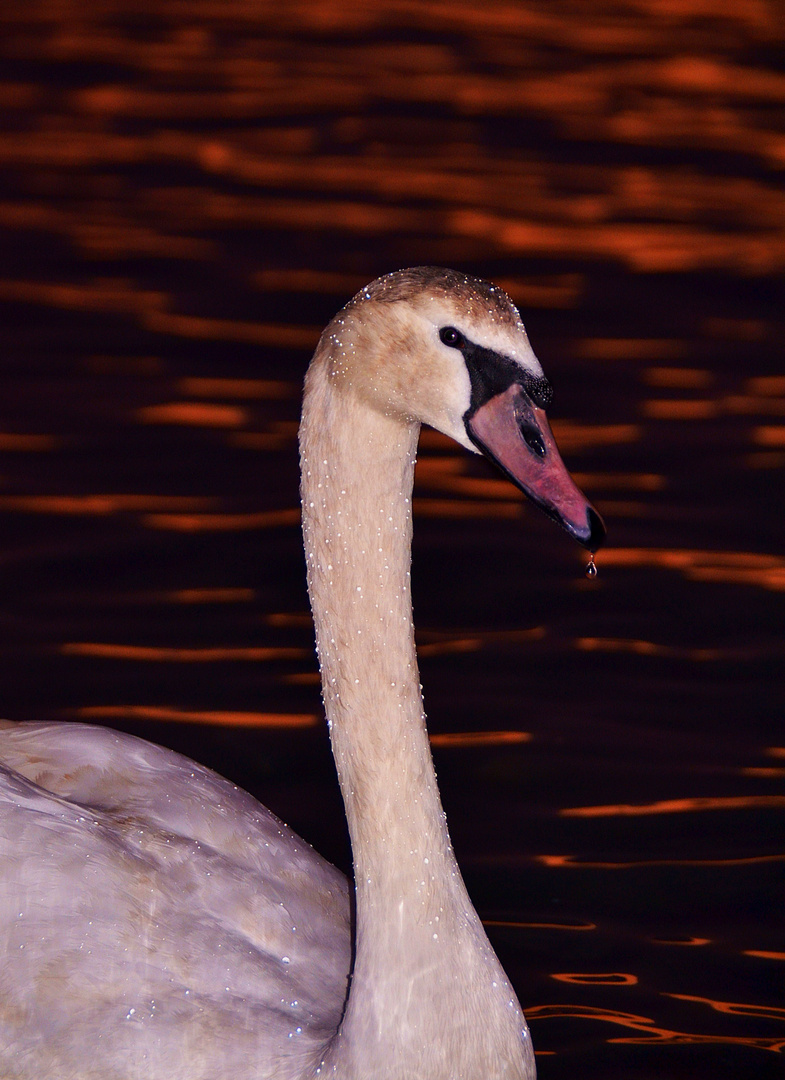 Fais moi cygne !