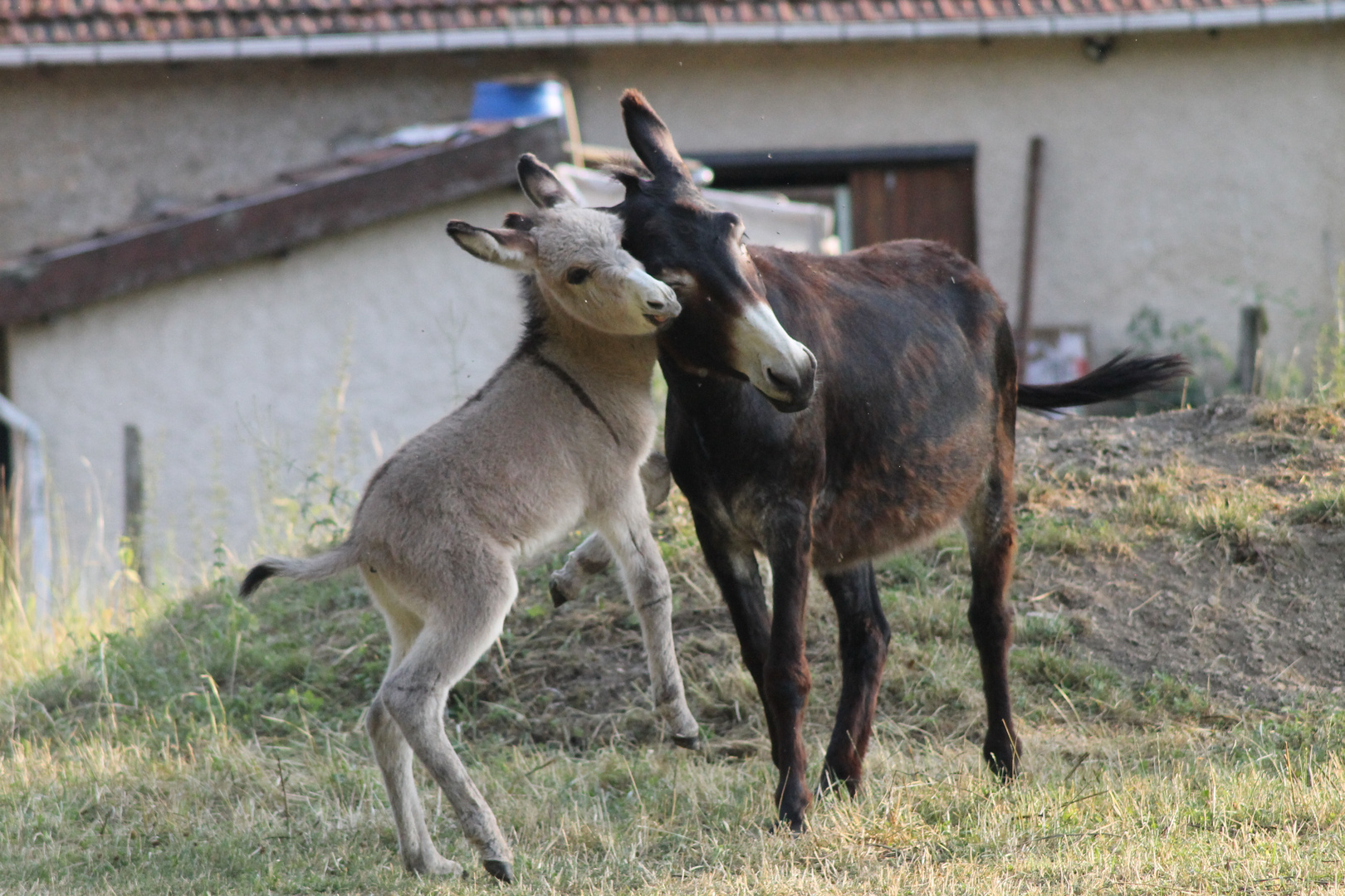 Fais moi un câlin maman !