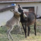 Fais moi un câlin maman !