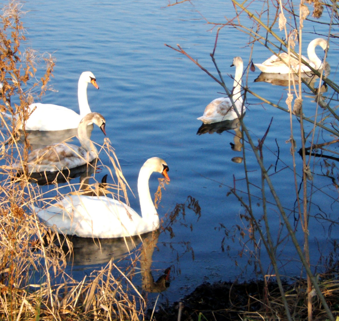 Fais moi un "cygne"