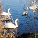 Fais moi un "cygne"