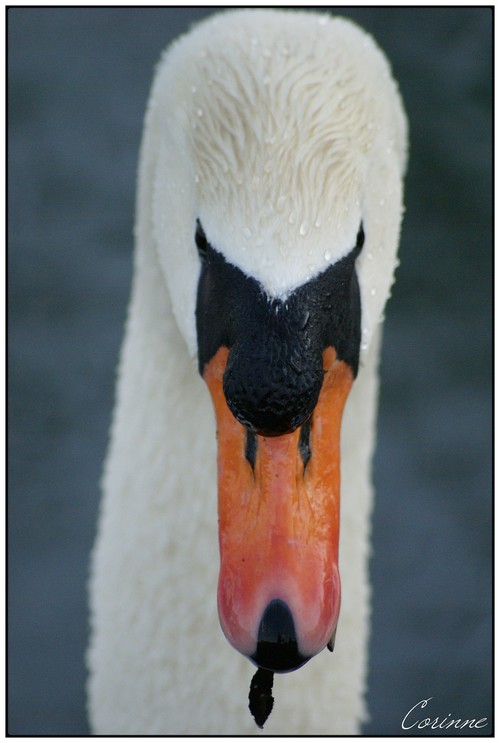 Fais moi un cygne