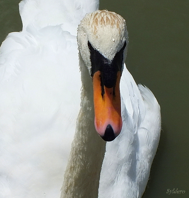 Fais moi un cygne