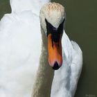 Fais moi un cygne