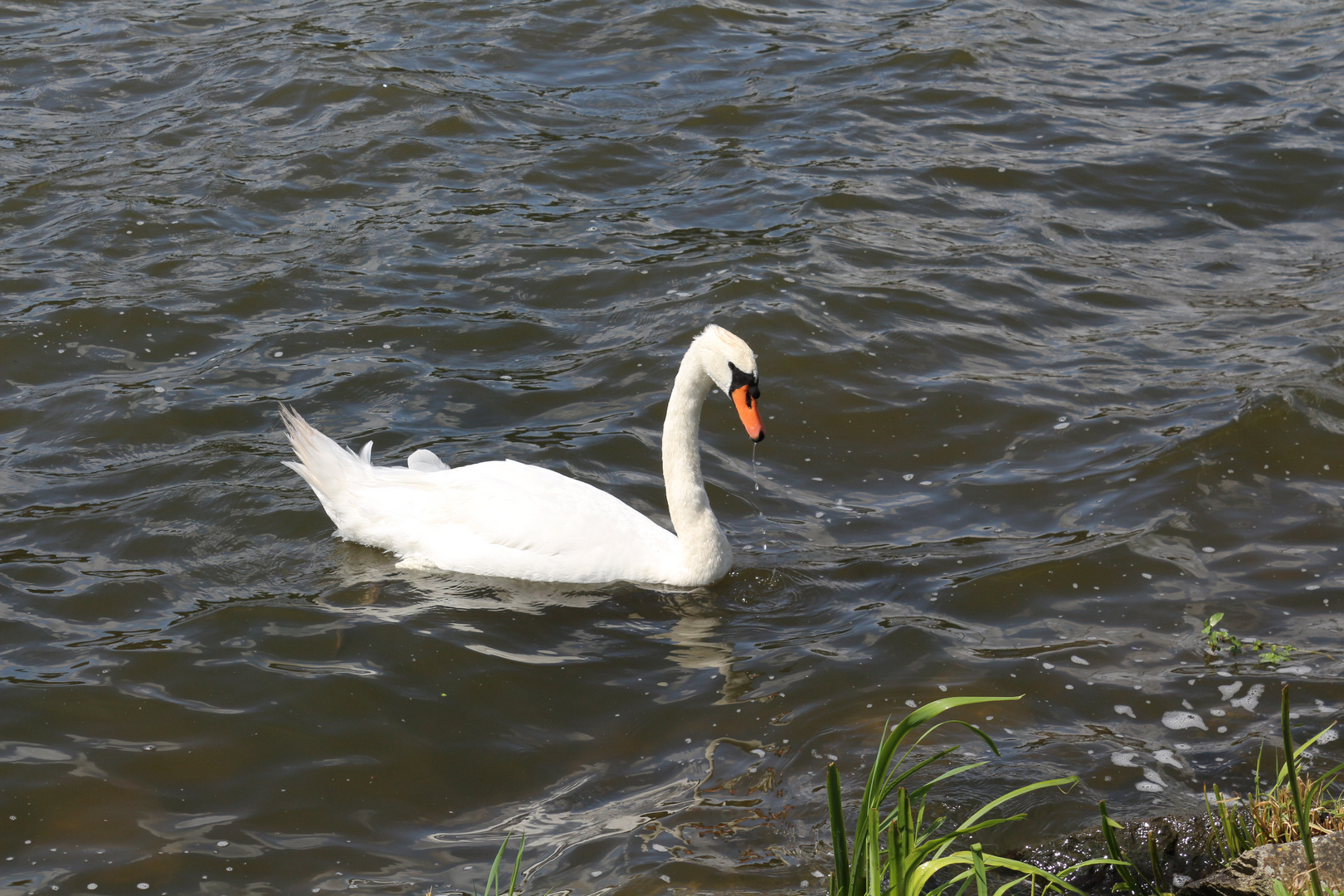 Fais moi un cygne....