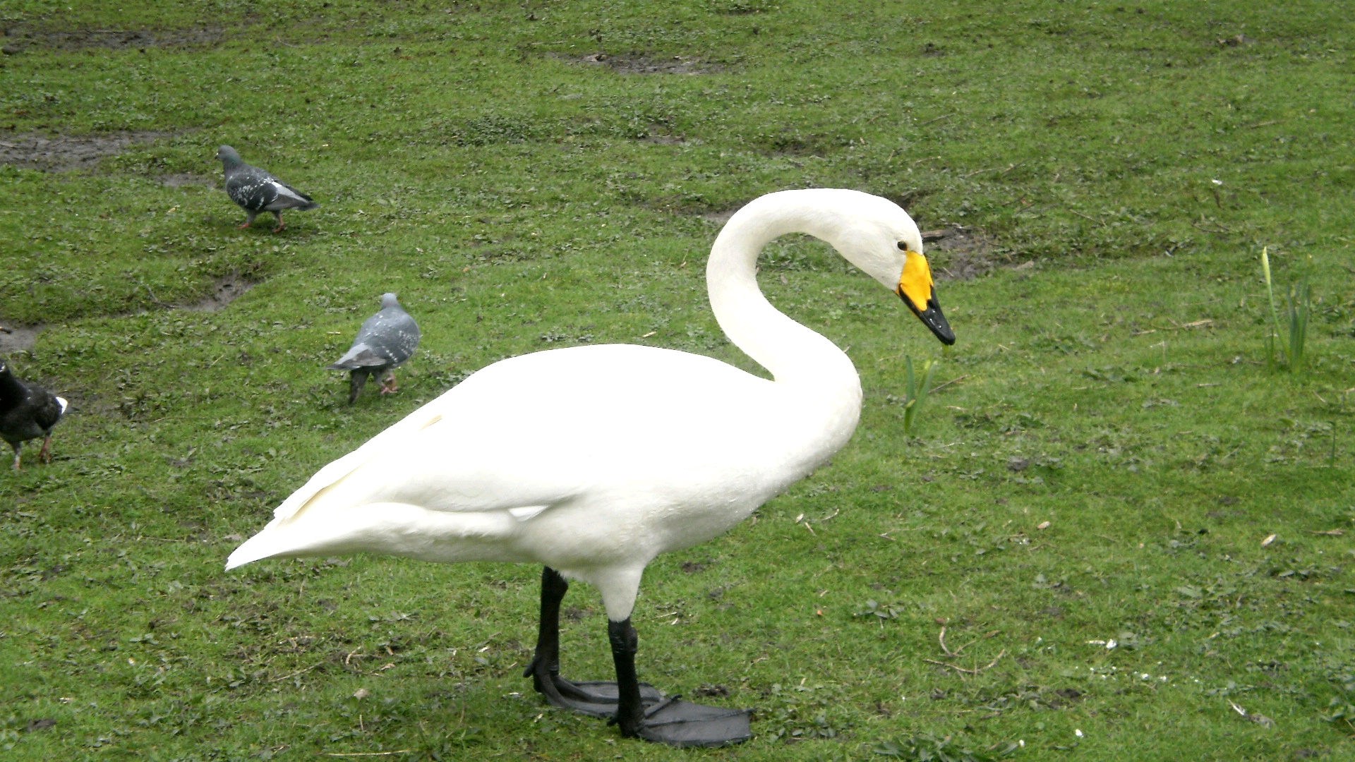 fais moi un cygne....