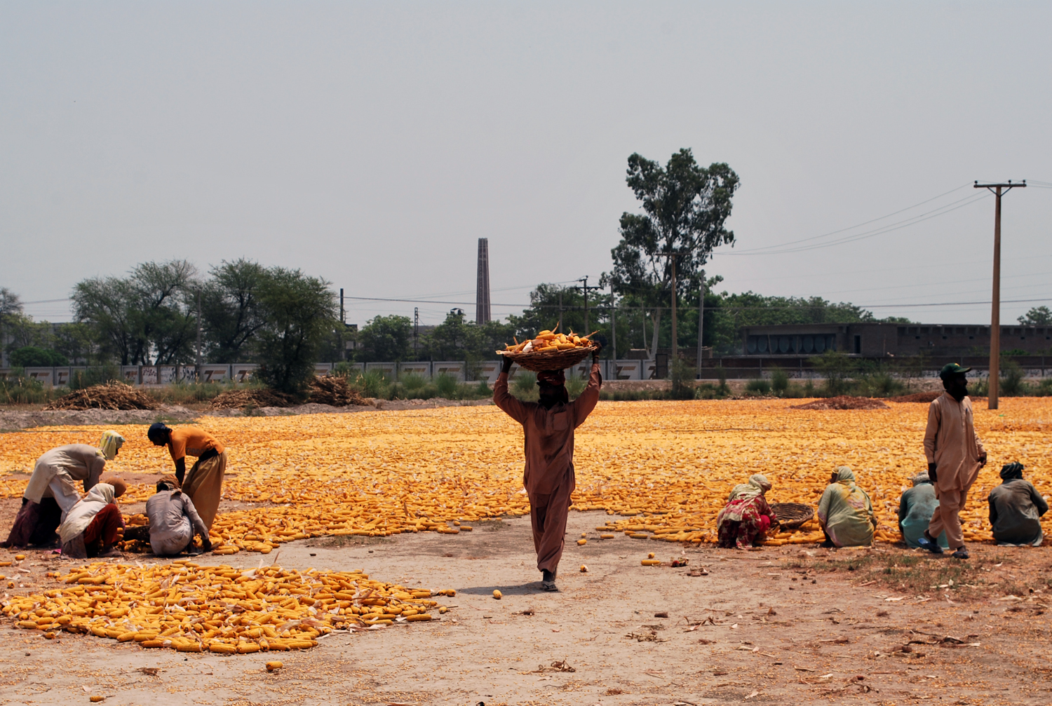 FAISALABAD: Laborers are busy in collecting corns at a local warehouse in Faisalabad