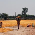 FAISALABAD: Laborers are busy in collecting corns at a local warehouse in Faisalabad