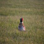 Faisan de Colchide dans la rosée du petit matin