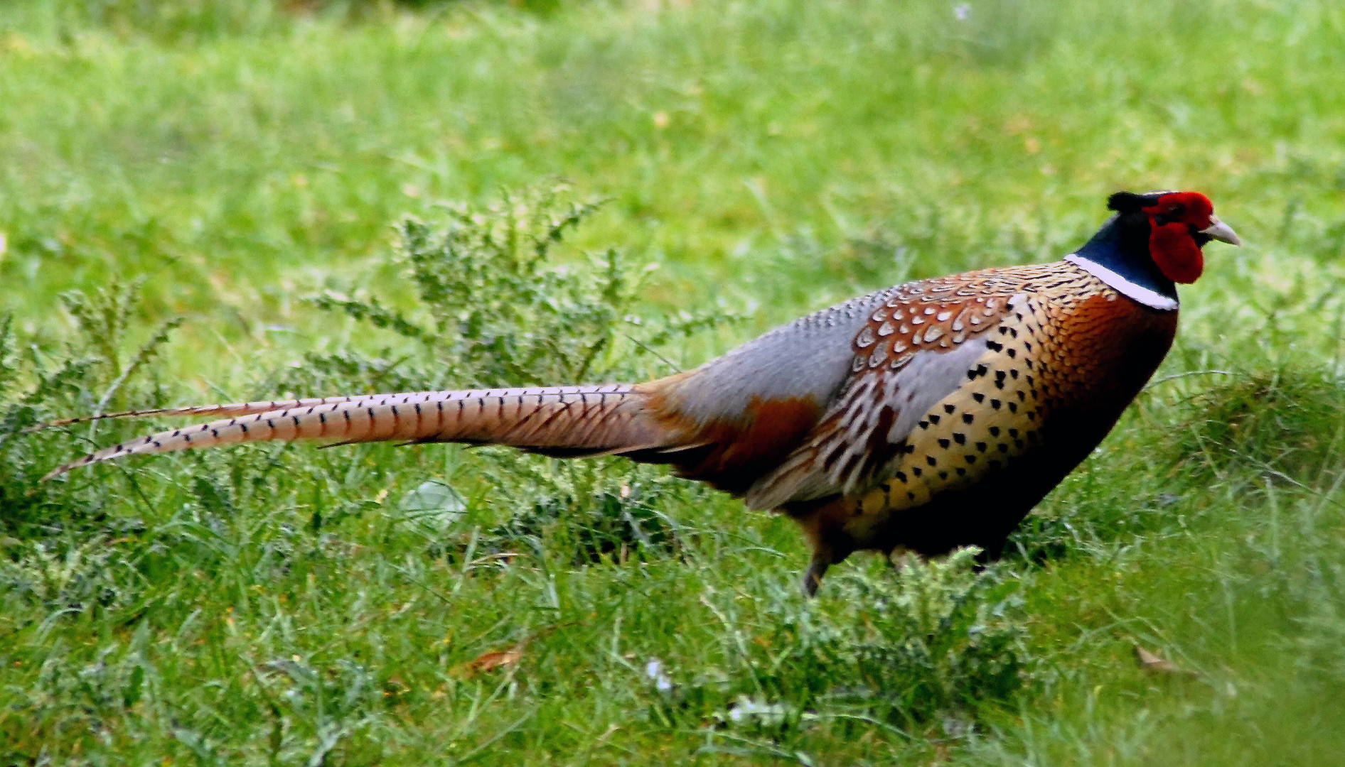 Faisan de colchide ( Phasianus colchicus )