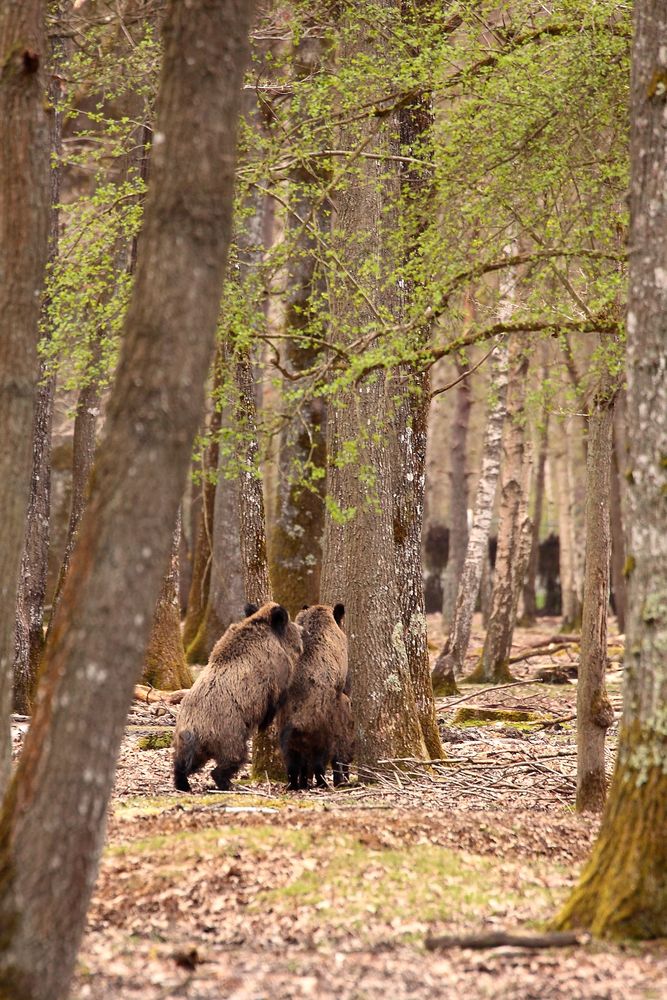  fait pas l'ours 