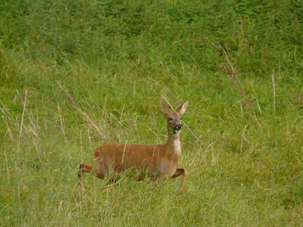 faites l'amour pas la chasse !!!!!!!