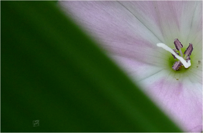 Faith of flower